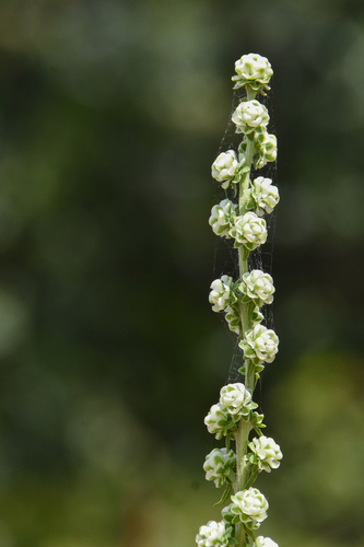 Liatris aspera photograph