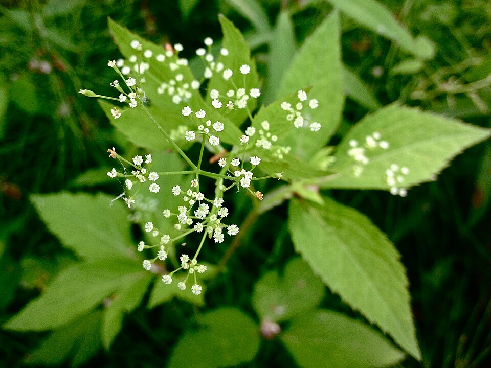 Cryptotaenia canadensis — bloom photograph