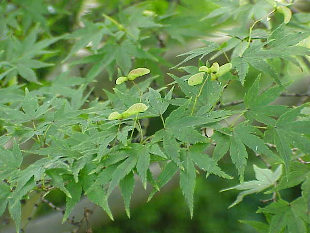 Acer palmatum — fruit photograph