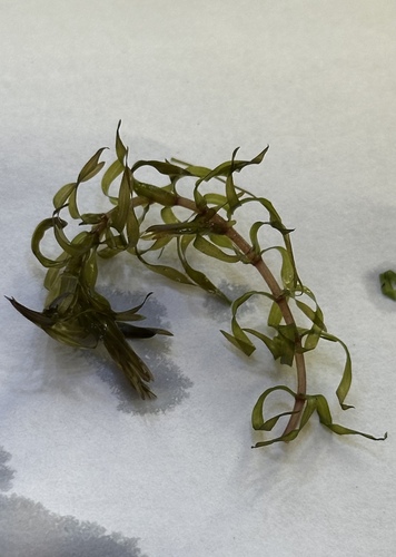 Elodea nuttallii — foliage photograph