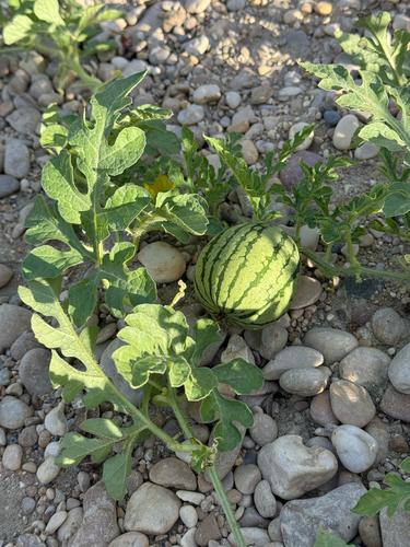 Citrullus lanatus — fruit photograph