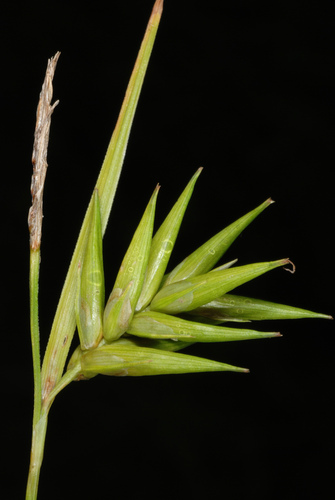 Carex folliculata — fruit photograph