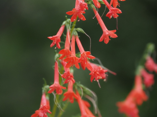 Ipomopsis rubra — flower photograph