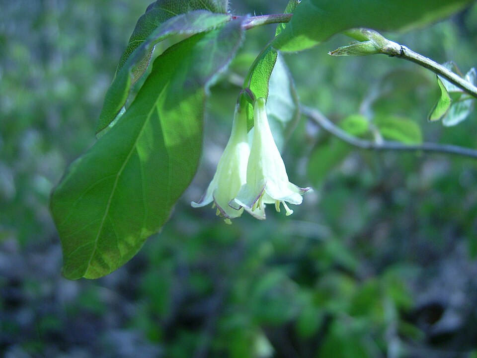 Lonicera canadensis — bloom photograph