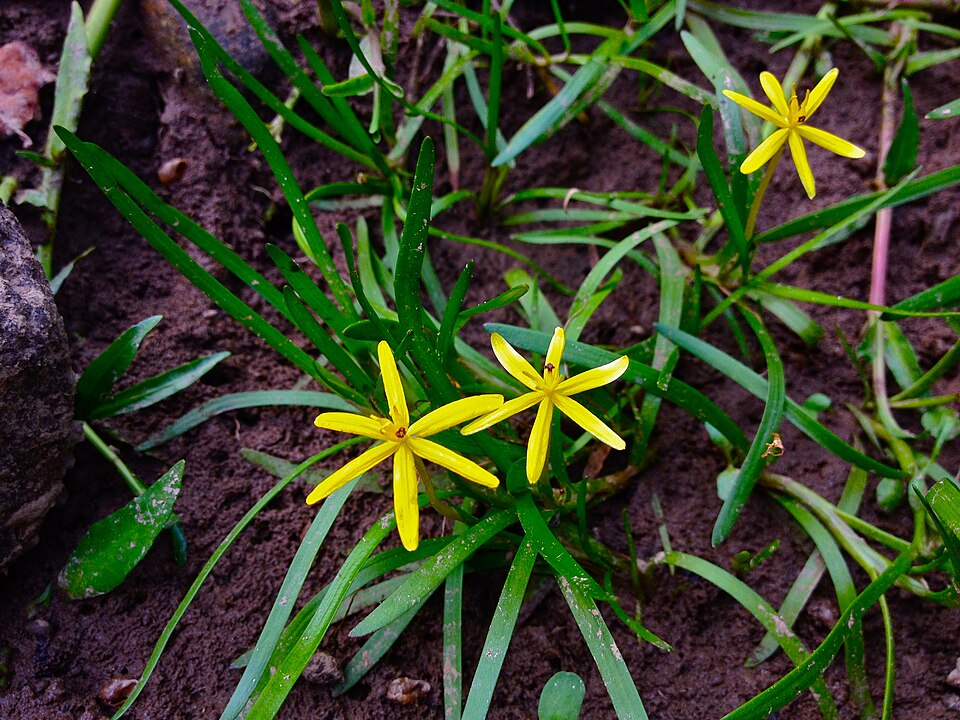 Heteranthera dubia — bloom photograph