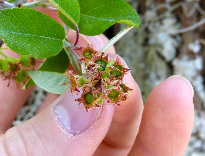 Amelanchier obovalis — fruit photograph