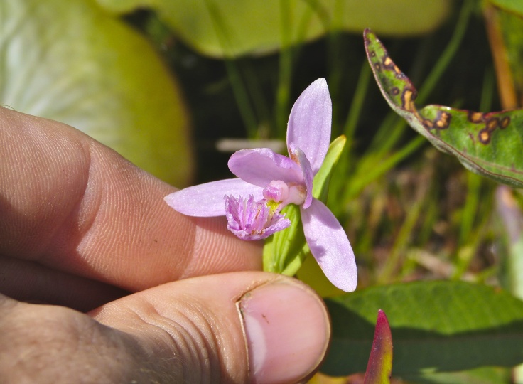 Pogonia ophioglossoides — bloom photograph