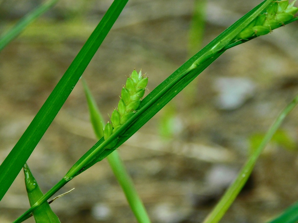 Carex planispicata — fruit photograph