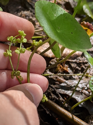 Hydrocotyle verticillata — flower photograph