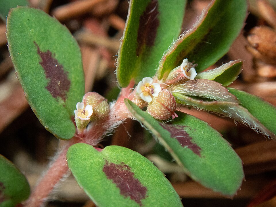 Euphorbia maculata — fruit photograph