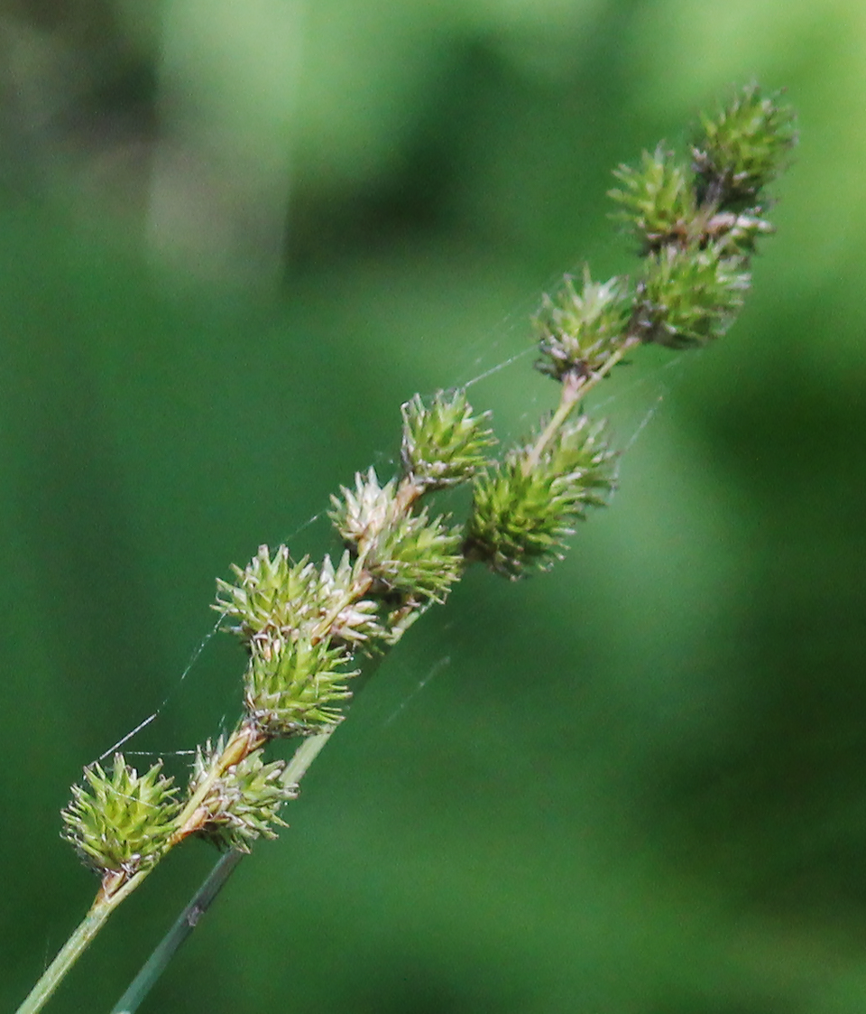 Carex normalis — fruit photograph