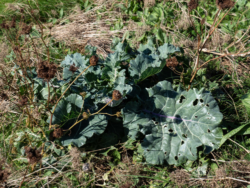 Brassica oleracea — foliage photograph