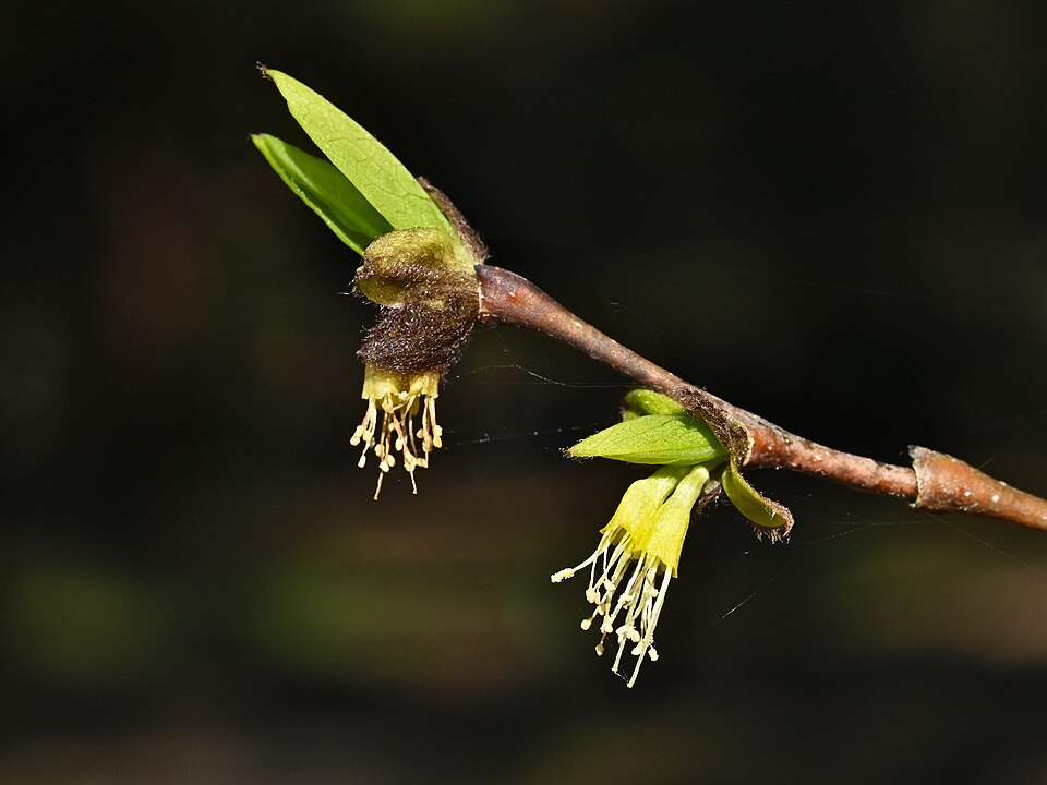 Dirca palustris — bloom photograph