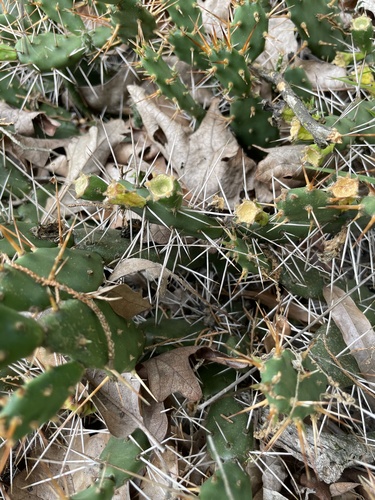 Opuntia drummondii — whole photograph