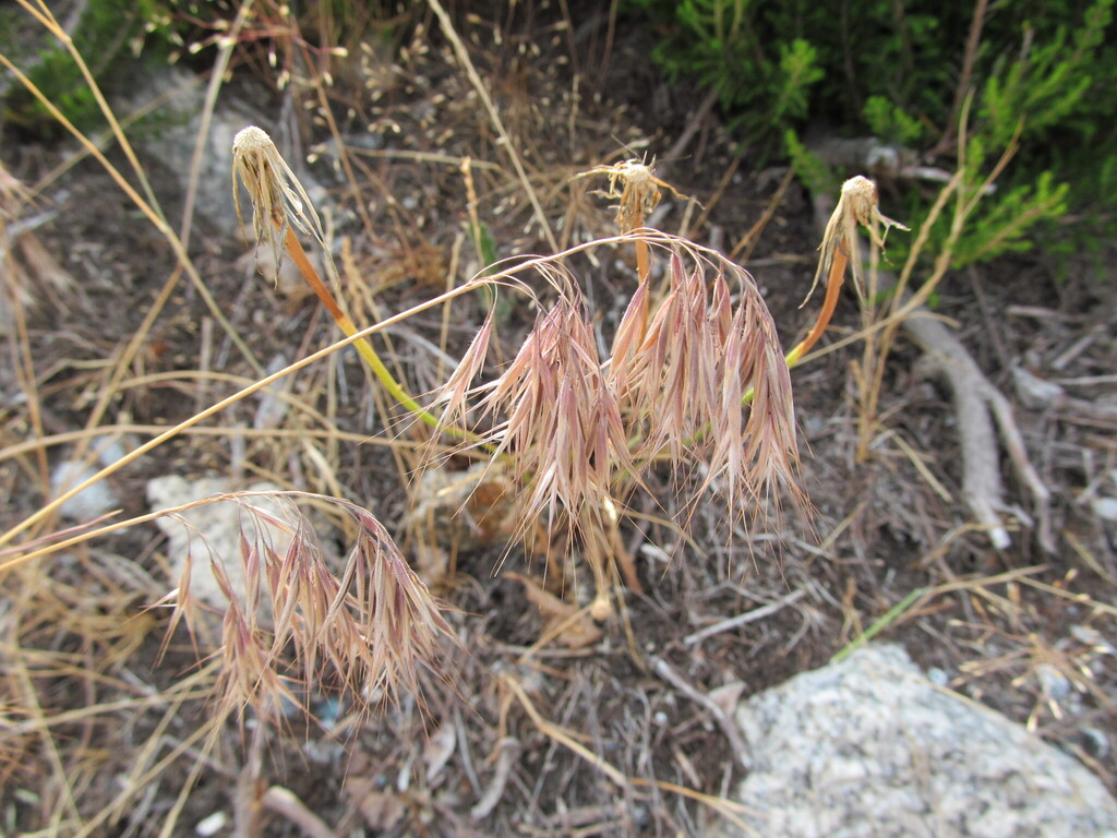 Bromus tectorum — fruit photograph