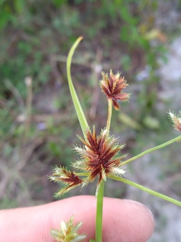 Cyperus squarrosus — fruit photograph