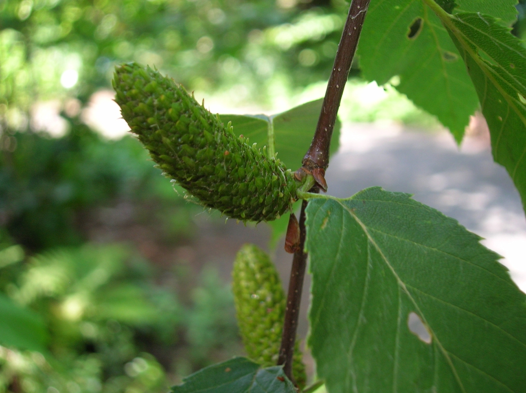 Betula lenta — fruit photograph
