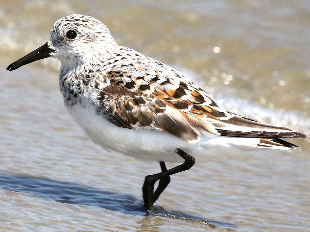 Adult Sanderling, whole bird