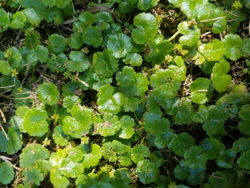 Hydrocotyle sibthorpioides — foliage photograph
