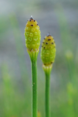 Equisetum ramosissimum — fruit photograph