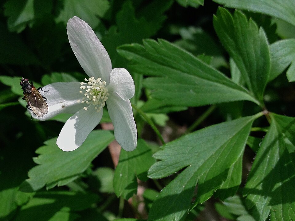 Anemone quinquefolia — bloom photograph