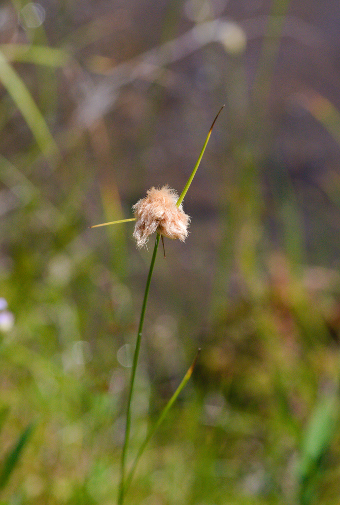 Eriophorum virginicum — fruit photograph