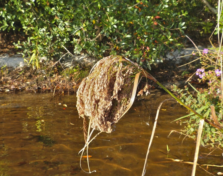 Scirpus cyperinus — fruit photograph
