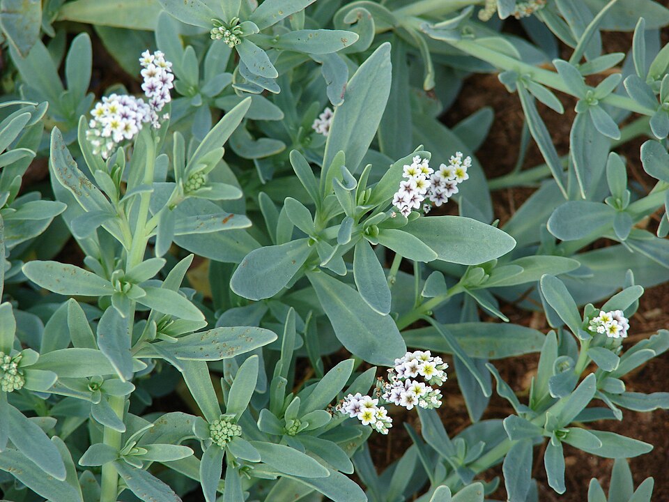 Heliotropium curassavicum — bloom photograph