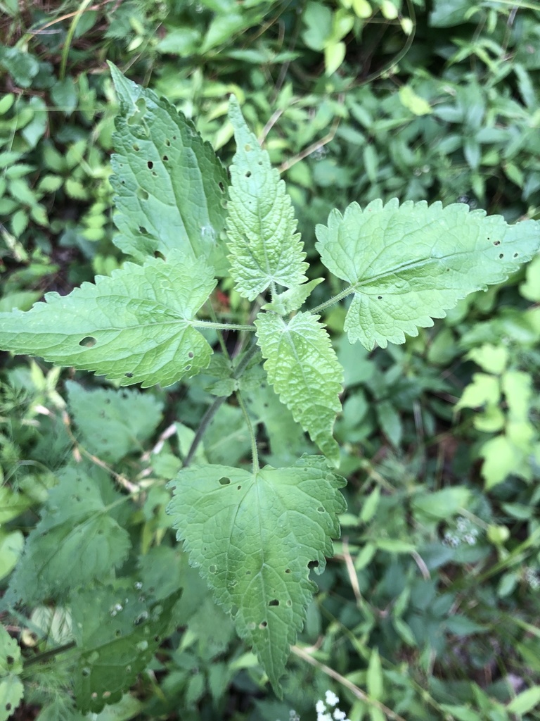 Fleischmannia incarnata — foliage photograph