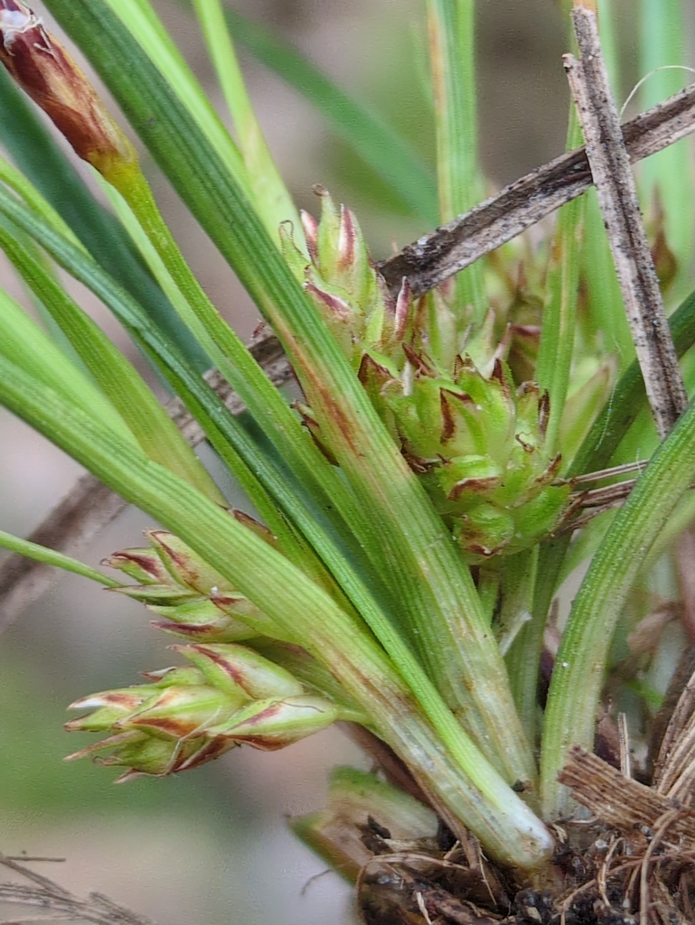 Carex umbellata — whole photograph