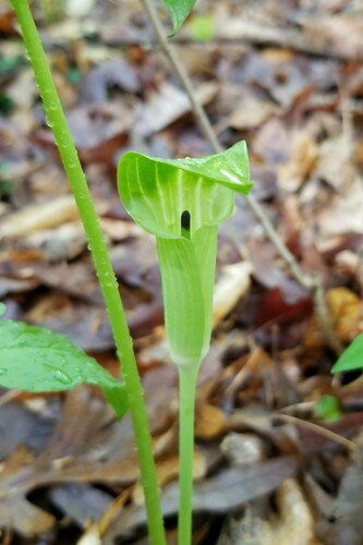 Arisaema pusillum — flower photograph