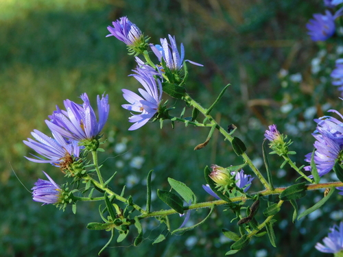 Symphyotrichum grandiflorum — flower photograph