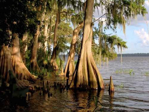 Taxodium distichum — whole plant photograph