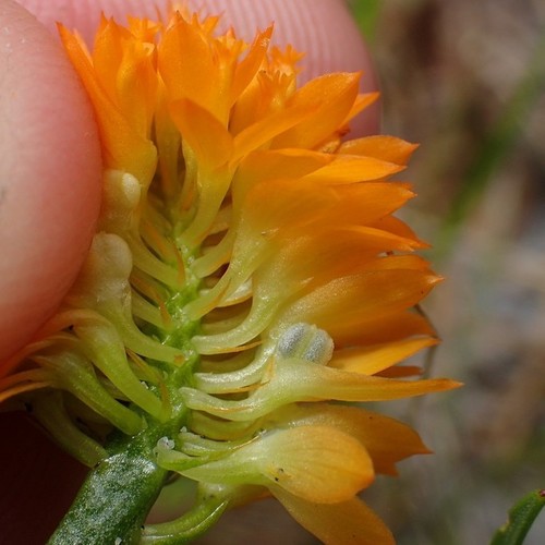 Senega lutea — flower photograph