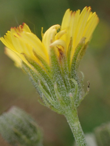 Crepis capillaris — flower photograph