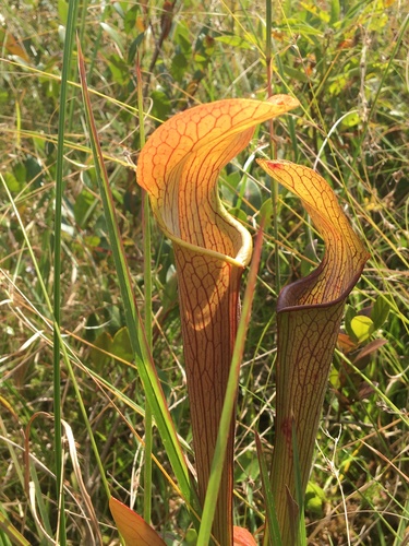 Sarracenia rubra — whole plant photograph