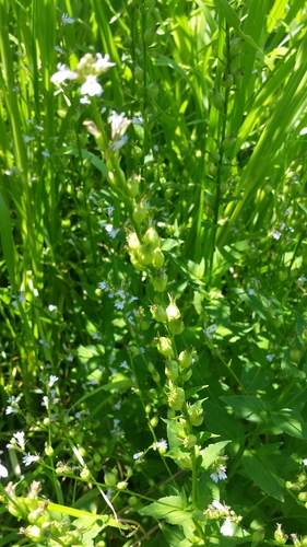 Lobelia inflata — whole photograph