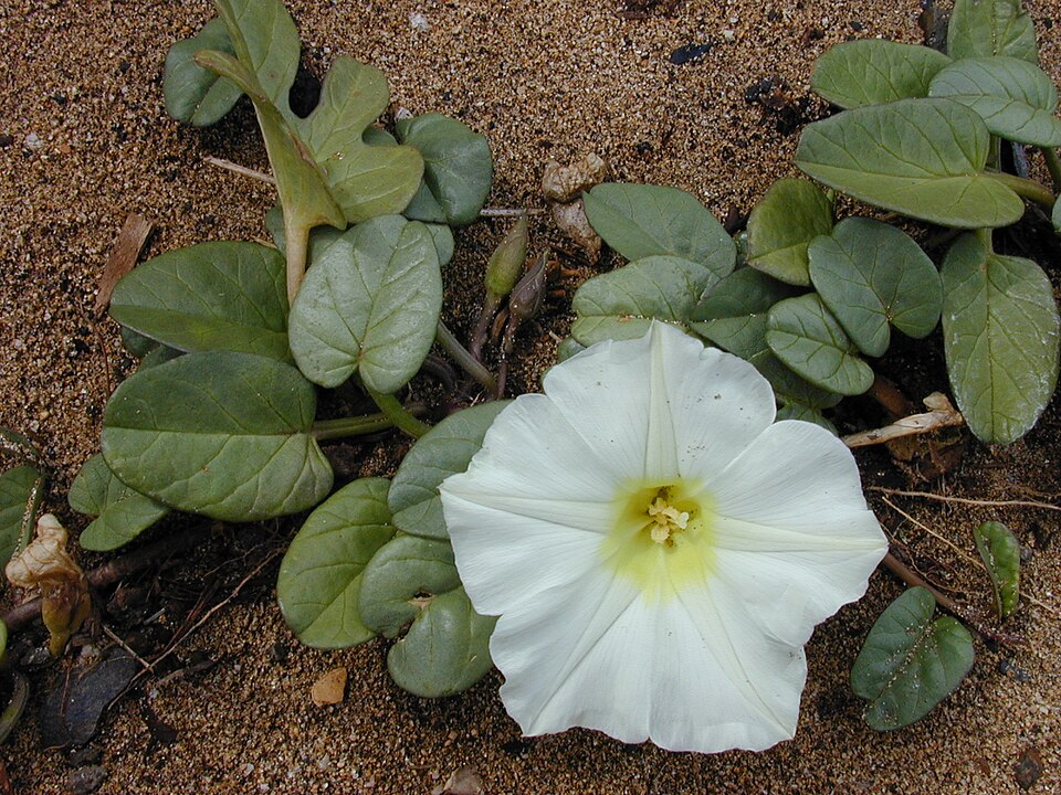 Ipomoea imperati — bloom photograph