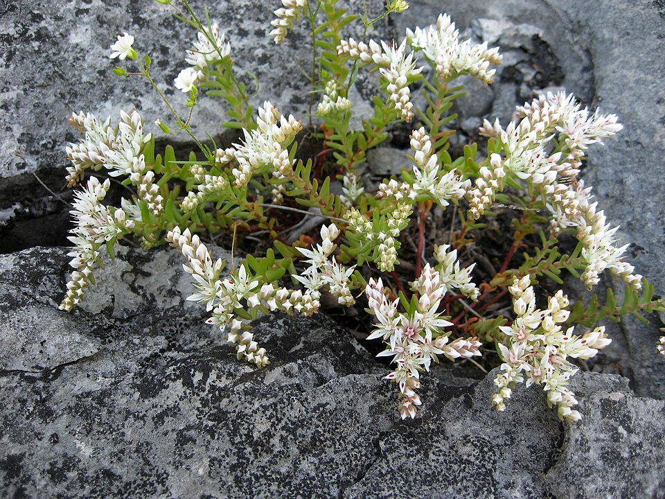 Sedum pulchellum — flower photograph