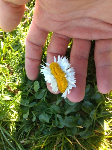 Bellis perennis — flower photograph