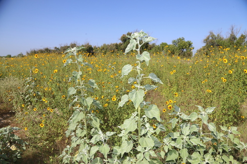 Helianthus argophyllus — whole photograph