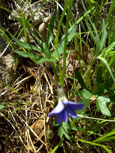 Viola brittoniana — flower photograph