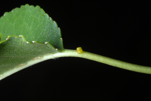Prunus mahaleb — leaf photograph