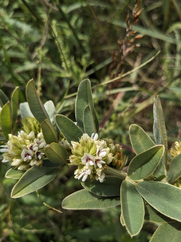 Lespedeza capitata — flower/foliage photograph