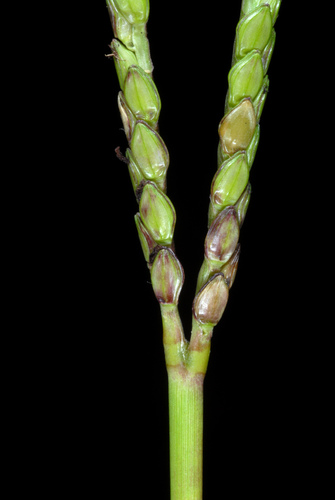 Paspalum notatum — flower photograph