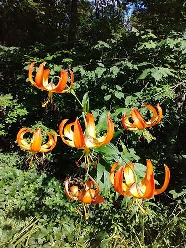 Lilium superbum — flower photograph