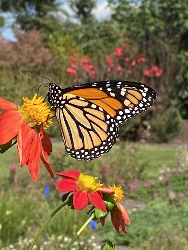 Monarch