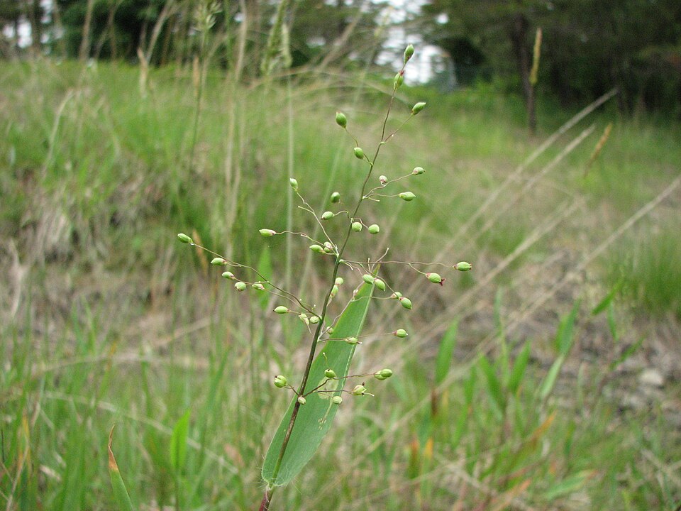 Dichanthelium oligosanthes — fruit photograph