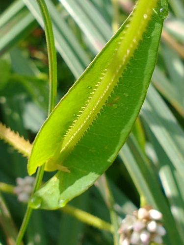 Persicaria sagittata — foliage photograph