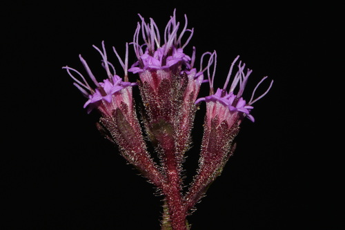 Trilisa paniculata — flower photograph